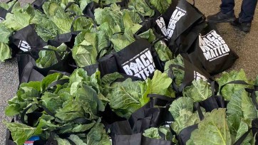 Black Voters Matter Fund labeled bags filled with bunches of collard greens